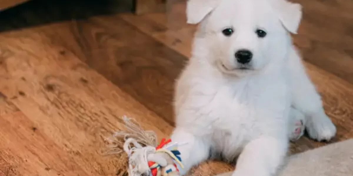 Pets on floors, damage and solutions